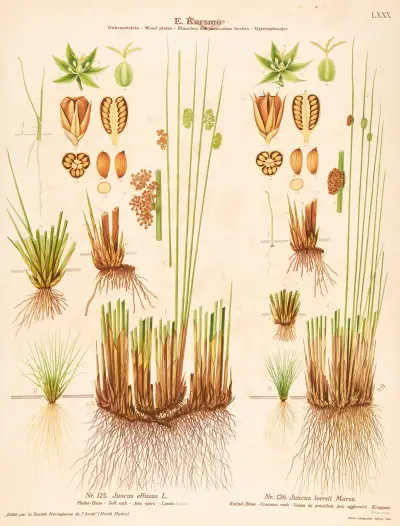 Soft rush, Common rush av Knut Quelprud