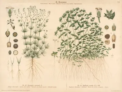 Spurrey, corn spurrey, Chickenweed av Knut Quelprud