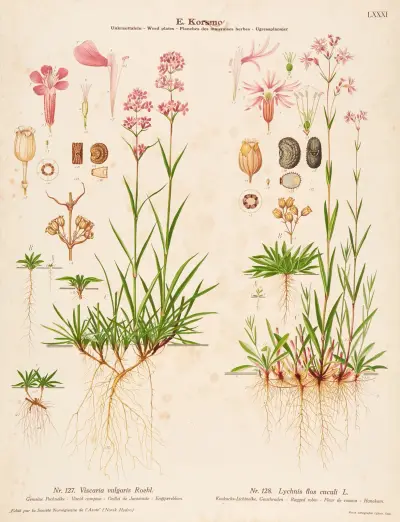 Klibbglim och gökblomster av Knut Quelprud