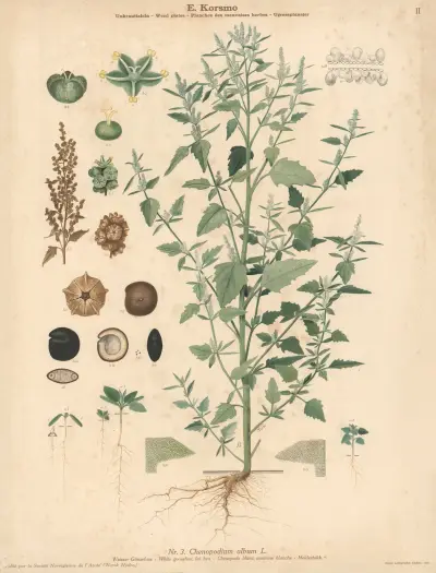 White goosefoot, fat hen av Knut Quelprud