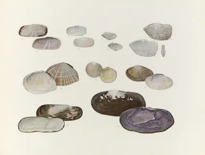 Nihon suisan doshokubutsu zushu Pl.54 av Kumataro Ito
