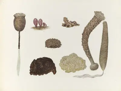 Nihon suisan doshokubutsu zushu Pl.57 av Kumataro Ito