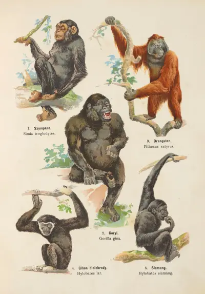 Atlas państwa zwierzęcego Pl.01 av Kurt Lampert