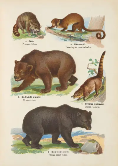 Atlas państwa zwierzęcego Pl.11 av Kurt Lampert