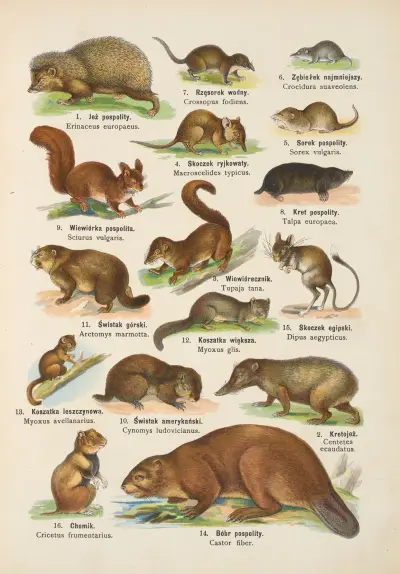 Atlas państwa zwierzęcego Pl.13 av Kurt Lampert
