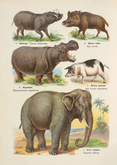 Atlas państwa zwierzęcego Pl.16 av Kurt Lampert