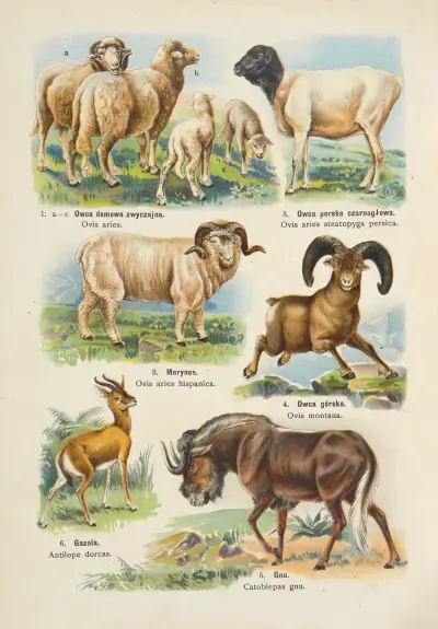Atlas över djurriket pl. 20 av Kurt Lampert