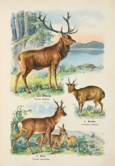 Atlas państwa zwierzęcego Pl.23 av Kurt Lampert