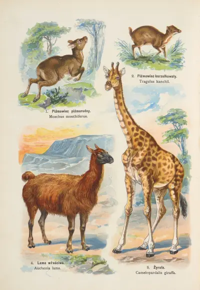 Atlas över djurriket pl. 24 av Kurt Lampert