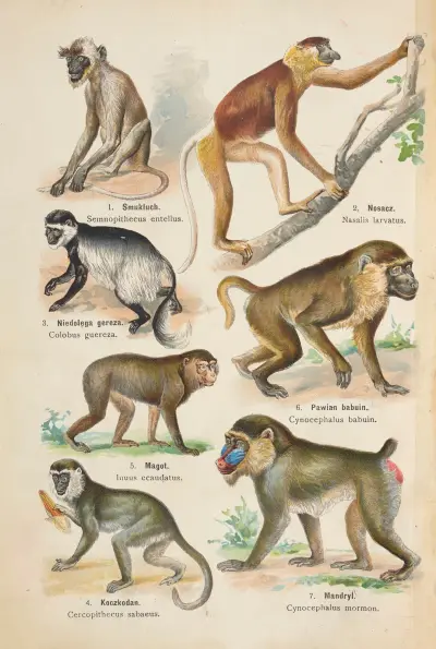 Atlas państwa zwierzęcego Pl.34 av Kurt Lampert