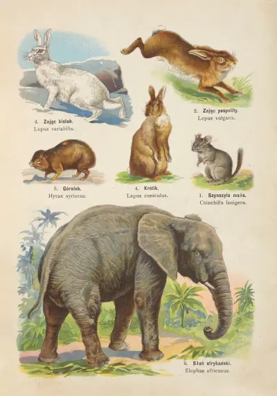 Atlas państwa zwierzęcego Pl.47 av Kurt Lampert