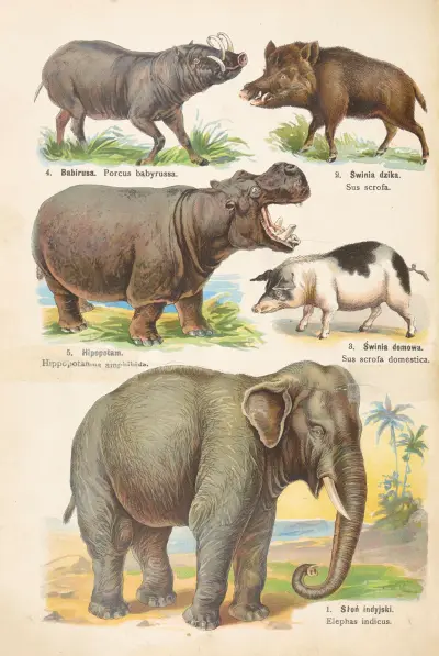 Atlas państwa zwierzęcego Pl.48 av Kurt Lampert