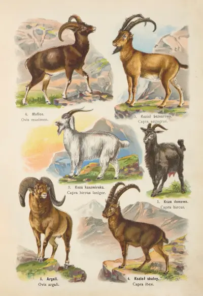 Djurrikets atlas pl. 51 av Kurt Lampert
