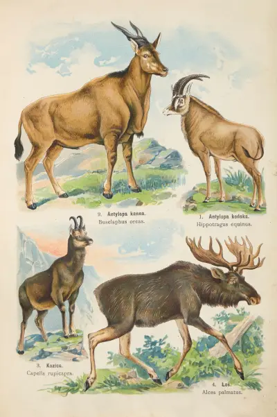Atlas państwa zwierzęcego Pl.53 av Kurt Lampert