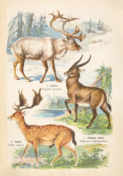Atlas państwa zwierzęcego Pl.54 av Kurt Lampert