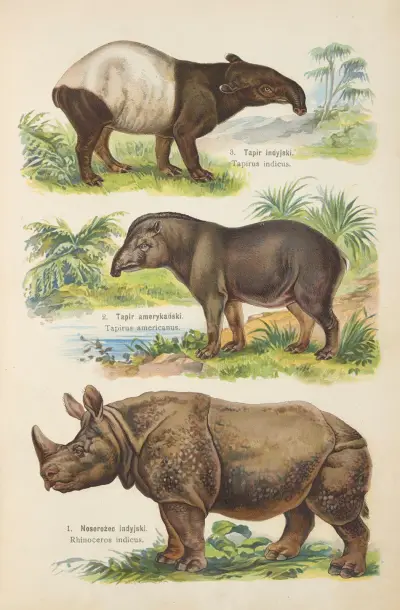 Atlas över djurriket Pl.59 av Kurt Lampert