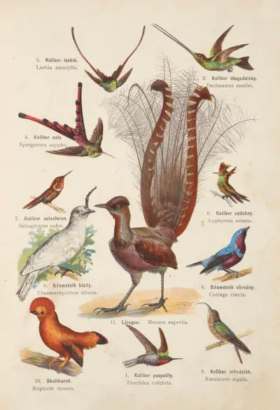 Atlas państwa zwierzęcego Pl.67 av Kurt Lampert