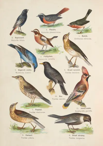 Atlas państwa zwierzęcego Pl.72 av Kurt Lampert
