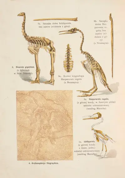 Atlas państwa zwierzęcego Pl.96 av Kurt Lampert