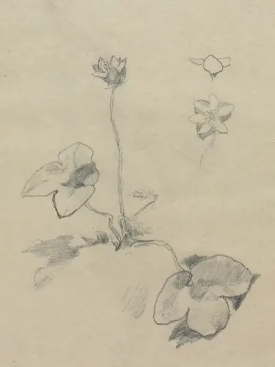 Anemone av John La Farge