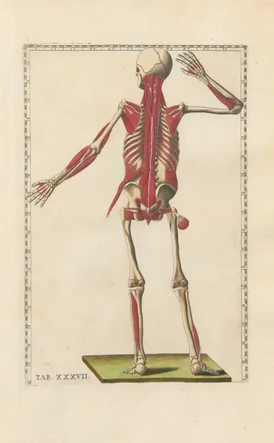 Bartholomaei Eustachii anatomici summi Romanae archetypae tabulae anatomicae novis explicationibus Pl.37 av Pier Leone Ghezzi