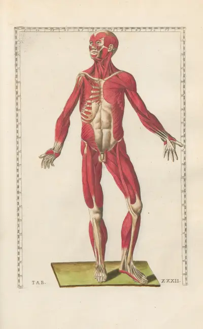 Bartholomaei Eustachii anatomici summi Romanae archetypae tabulae anatomicae novis explicationibus Pl.32 av Pier Leone Ghezzi