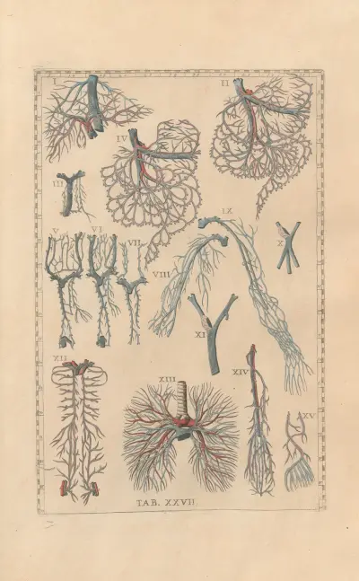 Bartholomaei Eustachii anatomici summi Romanae archetypae tabulae anatomicae novis explicationibus Pl.27 av Pier Leone Ghezzi