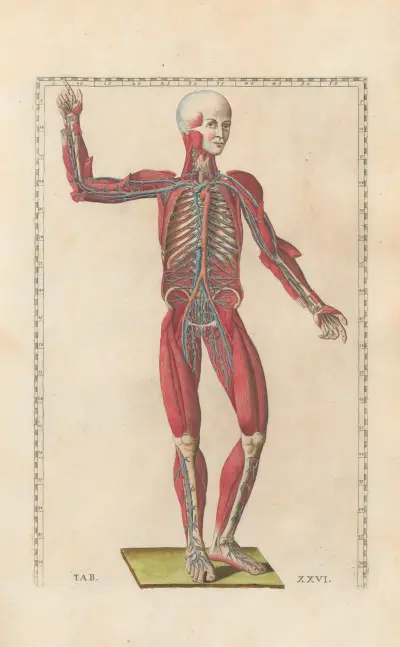 Bartholomaei Eustachii anatomici summi Romanae archetypae tabulae anatomicae novis explicationibus Pl.26 av Pier Leone Ghezzi
