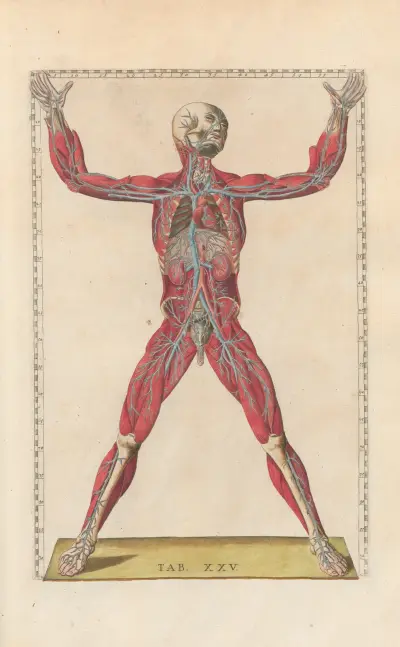 Bartholomaei Eustachii anatomici summi Romanae archetypae tabulae anatomicae novis explicationibus Pl.25 av Pier Leone Ghezzi