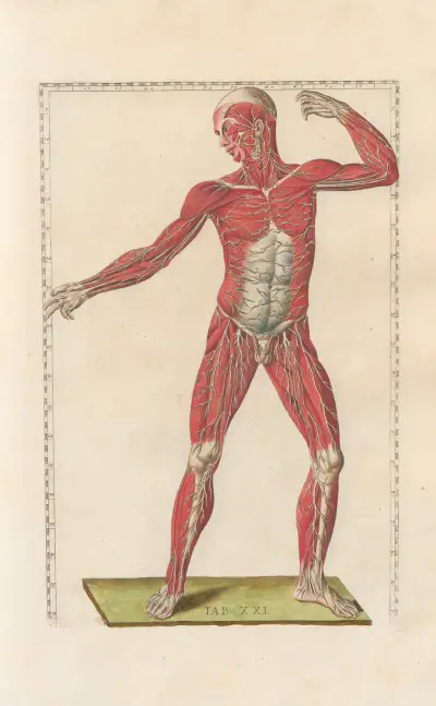 Bartholomaei Eustachii anatomici summi Romanae archetypae tabulae anatomicae novis explicationibus Pl.21 av Pier Leone Ghezzi