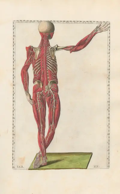 Bartholomaei Eustachii anatomici summi Romanae archetypae tabulae anatomicae novis explicationibus Pl.20 av Pier Leone Ghezzi