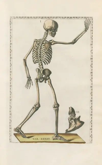 Bartholomaei Eustachii anatomici summi Romanae archetypae tabulae anatomicae novis explicationibus Pl.45 av Pier Leone Ghezzi