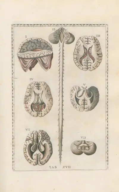 Bartholomaei Eustachii anatomici summi Romanae archetypae tabulae anatomicae novis explicationibus Pl.17 av Pier Leone Ghezzi