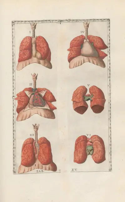 Bartholomaei Eustachii anatomici summi Romanae archetypae tabulae anatomicae novis explicationibus Pl.15 av Pier Leone Ghezzi