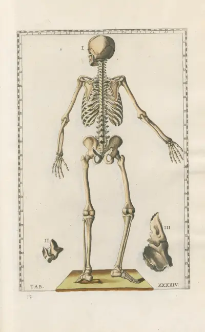 Bartholomaei Eustachii anatomici summi Romanae archetypae tabulae anatomicae novis explicationibus Pl.44 av Pier Leone Ghezzi