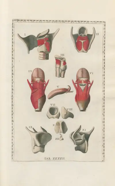 Bartholomaei Eustachii anatomici summi Romanae archetypae tabulae anatomicae novis explicationibus Pl.42 av Pier Leone Ghezzi