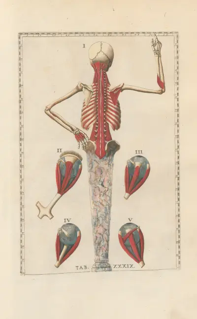Bartholomaei Eustachii anatomici summi Romanae archetypae tabulae anatomicae novis explicationibus Pl.39 av Pier Leone Ghezzi