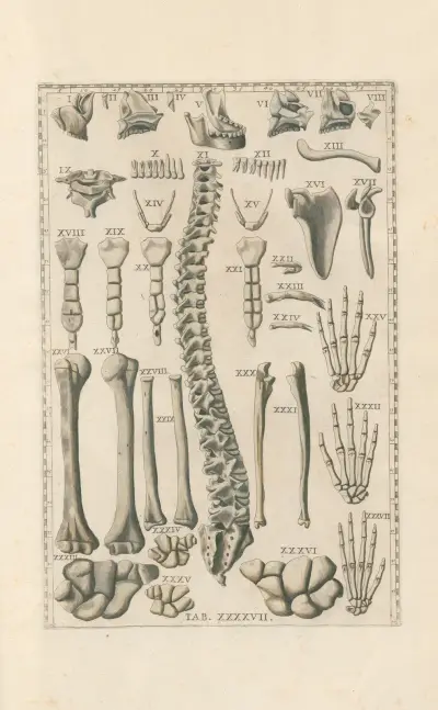 Bartholomaei Eustachii anatomici summi Romanae archetypae tabulae anatomicae novis explicationibus Pl.47 av Pier Leone Ghezzi