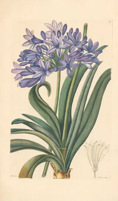 Agapanthus umbellatus av Leopold Trattinnick