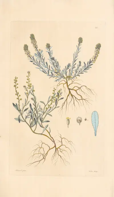 Alyssum minimum av Leopold Trattinnick