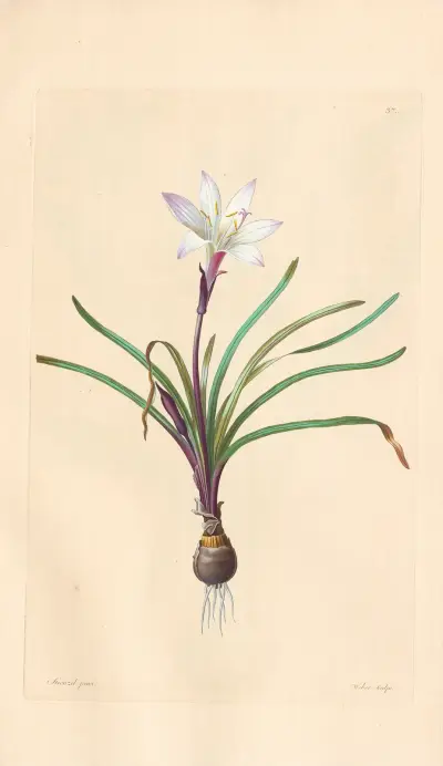 Amaryllis Atamasco av Leopold Trattinnick