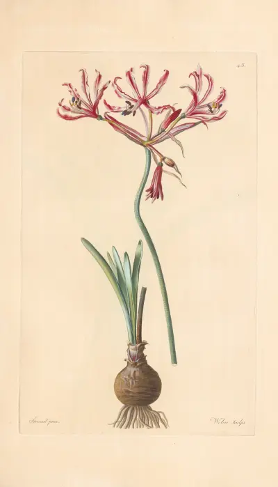 Amaryllis aucta av Leopold Trattinnick