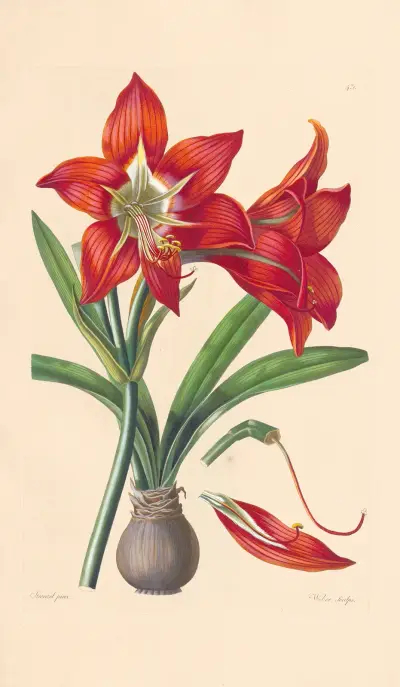 Amaryllis miniata av Leopold Trattinnick