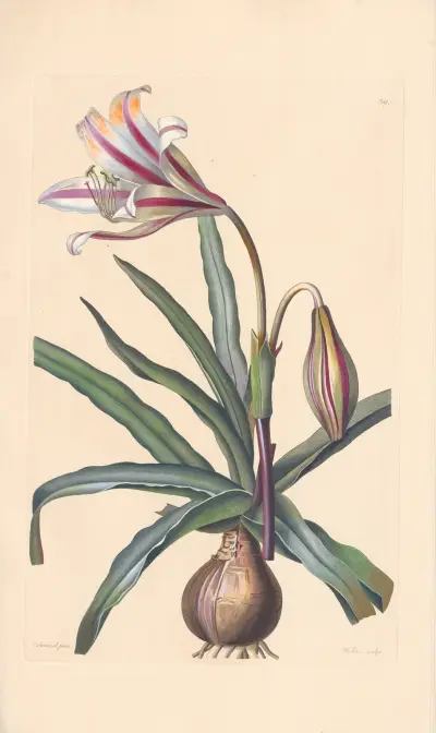 Amaryllis ornata av Leopold Trattinnick