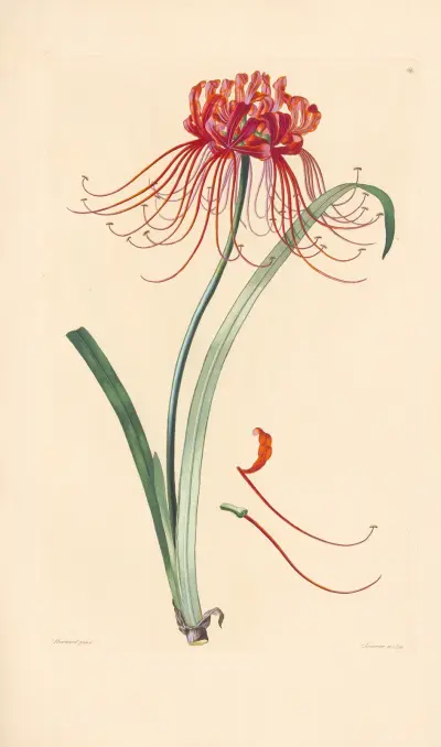 Amaryllis radiata av Leopold Trattinnick