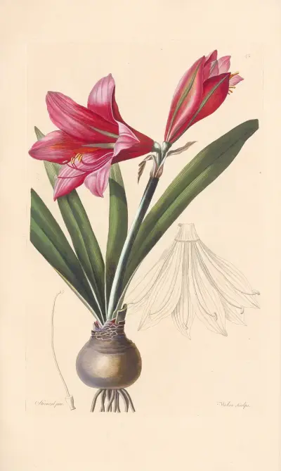 Amaryllis reginae av Leopold Trattinnick