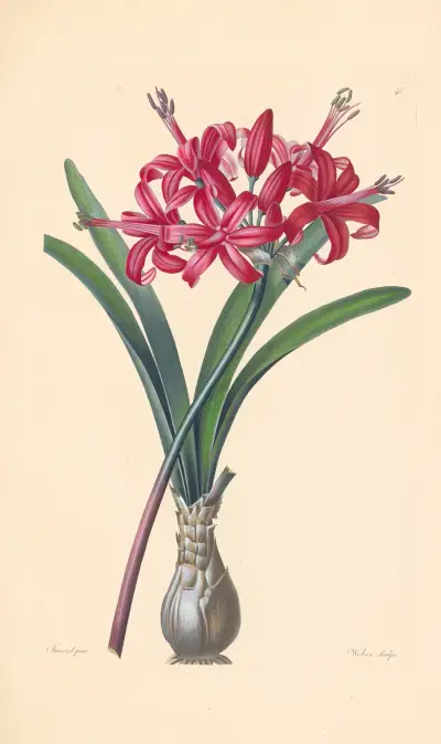 Amaryllis sarniensis av Leopold Trattinnick