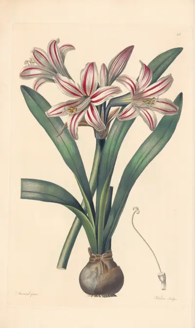 Amaryllis vittata av Leopold Trattinnick