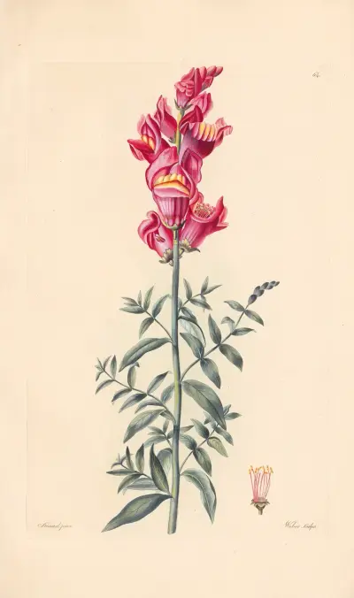 Antirrhinum majus av Leopold Trattinnick