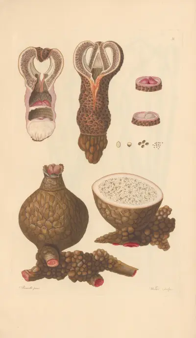 Aphyteja Hydnora av Leopold Trattinnick